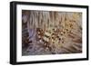 A Pair of Coleman's Shrimp Live Among the Venomous Spines of a Fire Urchin-Stocktrek Images-Framed Photographic Print