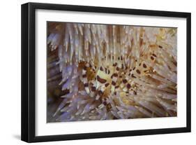 A Pair of Coleman's Shrimp Live Among the Venomous Spines of a Fire Urchin-Stocktrek Images-Framed Photographic Print