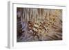 A Pair of Coleman's Shrimp Live Among the Venomous Spines of a Fire Urchin-Stocktrek Images-Framed Photographic Print