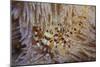 A Pair of Coleman's Shrimp Live Among the Venomous Spines of a Fire Urchin-Stocktrek Images-Mounted Photographic Print