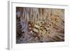 A Pair of Coleman's Shrimp Live Among the Venomous Spines of a Fire Urchin-Stocktrek Images-Framed Photographic Print