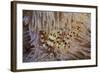 A Pair of Coleman's Shrimp Live Among the Venomous Spines of a Fire Urchin-Stocktrek Images-Framed Photographic Print