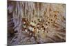 A Pair of Coleman's Shrimp Live Among the Venomous Spines of a Fire Urchin-Stocktrek Images-Mounted Photographic Print
