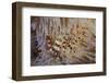 A Pair of Coleman's Shrimp Live Among the Venomous Spines of a Fire Urchin-Stocktrek Images-Framed Photographic Print