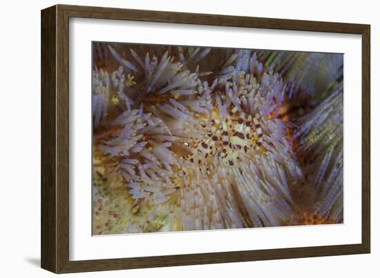 A Pair of Coleman's Shrimp Live Among the Venomous Spines of a Fire Urchin-Stocktrek Images-Framed Photographic Print