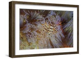 A Pair of Coleman's Shrimp Live Among the Venomous Spines of a Fire Urchin-Stocktrek Images-Framed Photographic Print