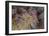 A Pair of Coleman's Shrimp Live Among the Venomous Spines of a Fire Urchin-Stocktrek Images-Framed Photographic Print