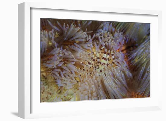 A Pair of Coleman's Shrimp Live Among the Venomous Spines of a Fire Urchin-Stocktrek Images-Framed Photographic Print