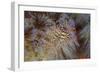 A Pair of Coleman's Shrimp Live Among the Venomous Spines of a Fire Urchin-Stocktrek Images-Framed Photographic Print