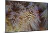 A Pair of Coleman's Shrimp Live Among the Venomous Spines of a Fire Urchin-Stocktrek Images-Mounted Photographic Print