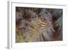 A Pair of Coleman's Shrimp Live Among the Venomous Spines of a Fire Urchin-Stocktrek Images-Framed Photographic Print