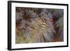 A Pair of Coleman's Shrimp Live Among the Venomous Spines of a Fire Urchin-Stocktrek Images-Framed Photographic Print