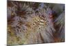 A Pair of Coleman's Shrimp Live Among the Venomous Spines of a Fire Urchin-Stocktrek Images-Mounted Photographic Print