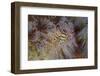 A Pair of Coleman's Shrimp Live Among the Venomous Spines of a Fire Urchin-Stocktrek Images-Framed Photographic Print