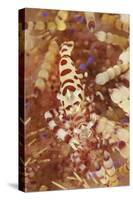 A Pair of Colorful Coleman Shrimp-Stocktrek Images-Stretched Canvas