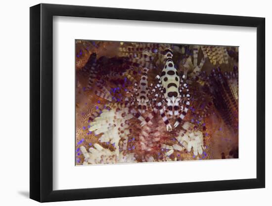 A Pair of Colorful Coleman Shrimp-Stocktrek Images-Framed Premium Photographic Print