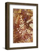 A Pair of Colorful Coleman Shrimp-Stocktrek Images-Framed Photographic Print