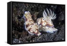 A Pair of Colorful Nudibranch Crawling across Black Sand in Indonesia-Stocktrek Images-Framed Stretched Canvas