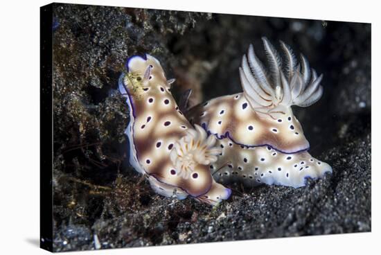 A Pair of Colorful Nudibranch Crawling across Black Sand in Indonesia-Stocktrek Images-Stretched Canvas