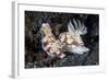 A Pair of Colorful Nudibranch Crawling across Black Sand in Indonesia-Stocktrek Images-Framed Photographic Print