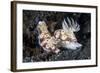 A Pair of Colorful Nudibranch Crawling across Black Sand in Indonesia-Stocktrek Images-Framed Photographic Print
