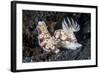 A Pair of Colorful Nudibranch Crawling across Black Sand in Indonesia-Stocktrek Images-Framed Photographic Print