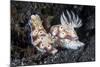 A Pair of Colorful Nudibranch Crawling across Black Sand in Indonesia-Stocktrek Images-Mounted Photographic Print