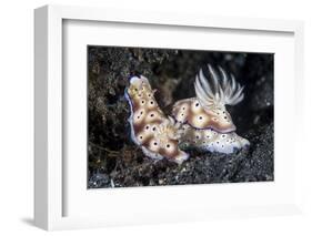 A Pair of Colorful Nudibranch Crawling across Black Sand in Indonesia-Stocktrek Images-Framed Photographic Print