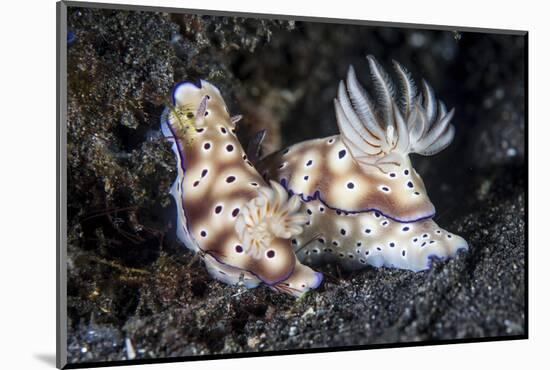 A Pair of Colorful Nudibranch Crawling across Black Sand in Indonesia-Stocktrek Images-Mounted Photographic Print