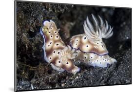 A Pair of Colorful Nudibranch Crawling across Black Sand in Indonesia-Stocktrek Images-Mounted Photographic Print