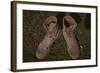 A Pair of Combat Boots Belonging to a U.S. Marine Corps Sergeant-null-Framed Photographic Print