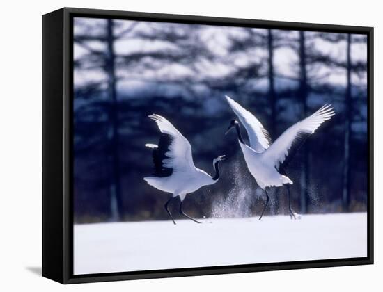 A Pair of Cranes Dancing, Tsurui Village, Hokkaido, Japan-null-Framed Stretched Canvas