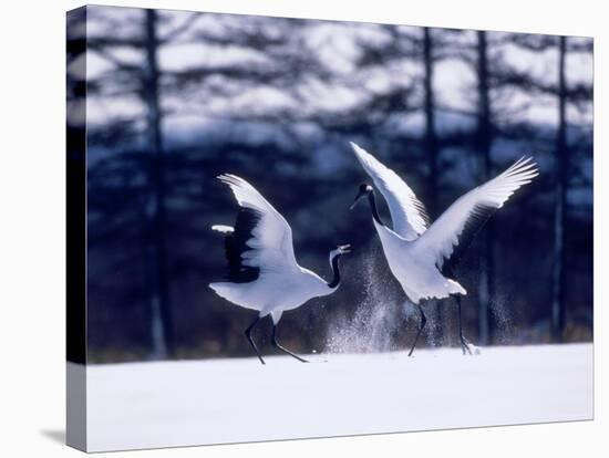 A Pair of Cranes Dancing, Tsurui Village, Hokkaido, Japan-null-Stretched Canvas