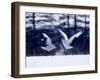 A Pair of Cranes Dancing, Tsurui Village, Hokkaido, Japan-null-Framed Photographic Print