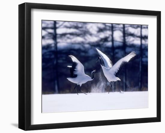 A Pair of Cranes Dancing, Tsurui Village, Hokkaido, Japan-null-Framed Photographic Print