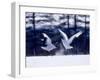 A Pair of Cranes Dancing, Tsurui Village, Hokkaido, Japan-null-Framed Photographic Print