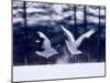 A Pair of Cranes Dancing, Tsurui Village, Hokkaido, Japan-null-Mounted Photographic Print