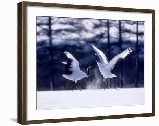 A Pair of Cranes Dancing, Tsurui Village, Hokkaido, Japan-null-Framed Photographic Print