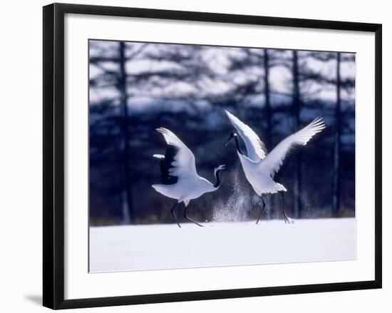 A Pair of Cranes Dancing, Tsurui Village, Hokkaido, Japan-null-Framed Photographic Print