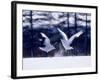 A Pair of Cranes Dancing, Tsurui Village, Hokkaido, Japan-null-Framed Photographic Print