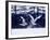 A Pair of Cranes Dancing, Tsurui Village, Hokkaido, Japan-null-Framed Photographic Print