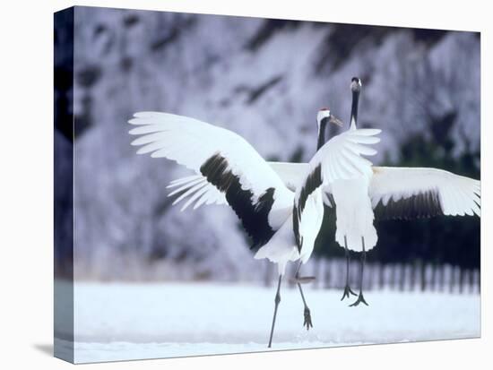 A Pair of Cranes, Hokkaido, Japan-null-Stretched Canvas