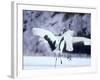 A Pair of Cranes, Hokkaido, Japan-null-Framed Photographic Print