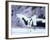 A Pair of Cranes, Hokkaido, Japan-null-Framed Photographic Print