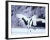 A Pair of Cranes, Hokkaido, Japan-null-Framed Photographic Print