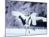 A Pair of Cranes, Hokkaido, Japan-null-Mounted Photographic Print