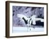 A Pair of Cranes, Hokkaido, Japan-null-Framed Photographic Print