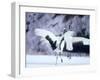 A Pair of Cranes, Hokkaido, Japan-null-Framed Photographic Print