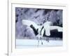 A Pair of Cranes, Hokkaido, Japan-null-Framed Photographic Print