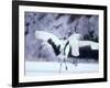 A Pair of Cranes, Hokkaido, Japan-null-Framed Photographic Print